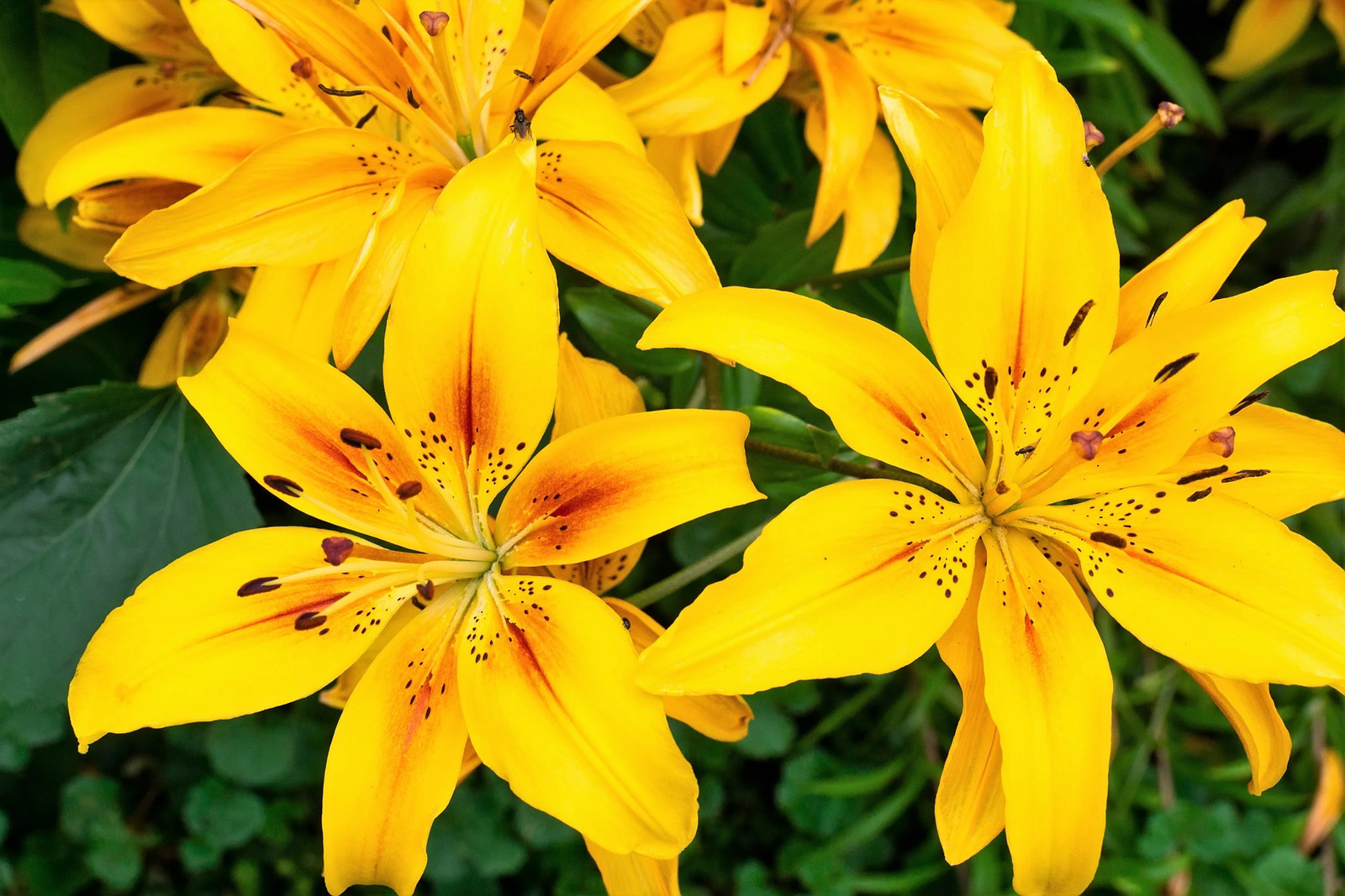 15 WESTERN HYBRIDS LILY Tiger Leopard Lemon Alpine Color Mix Lilium Flower Seeds