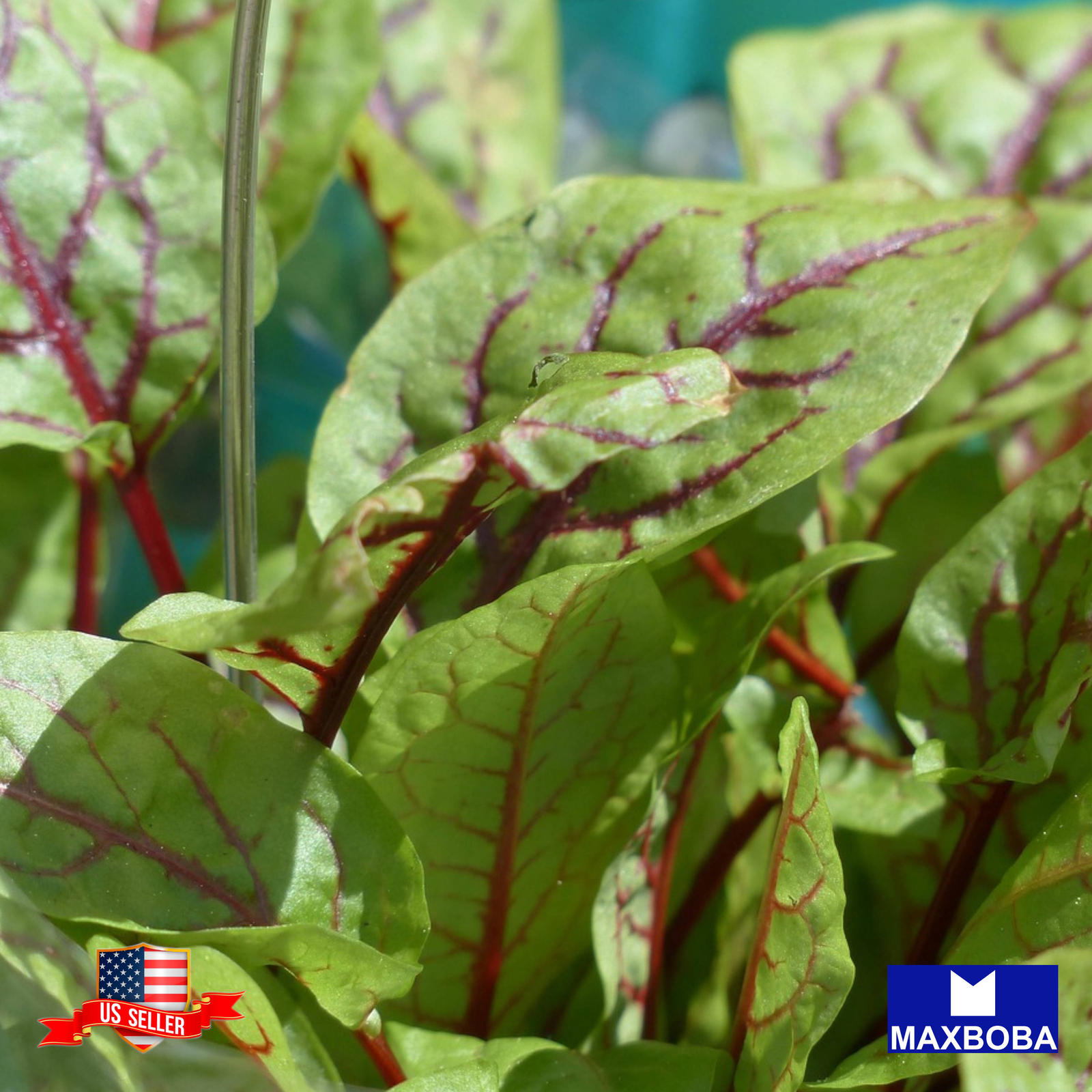 Sorrel Seeds Red Veined Heirloom Non-GMO