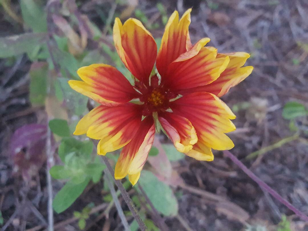 Indian Blanket | 25 Seeds | Gaillardia Pulchella | Firewheel | Blanket Flower