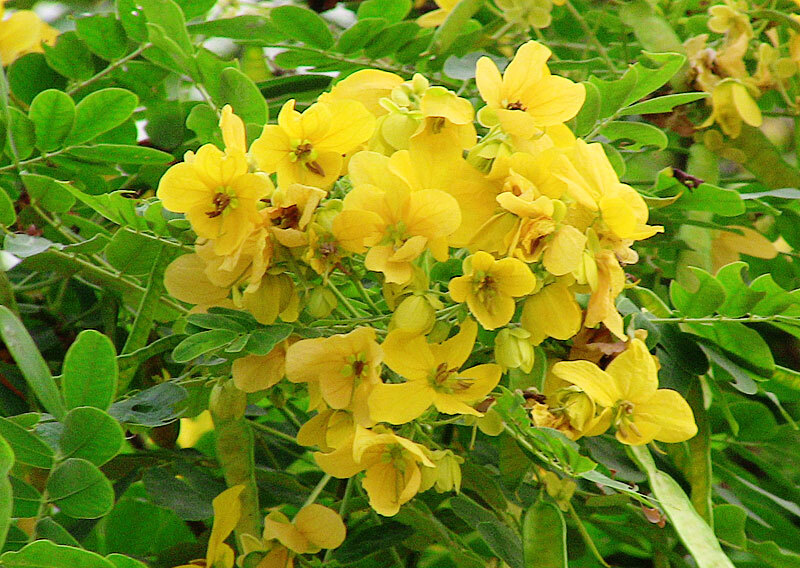 Cassia Glauca 20 Seeds, Scrambled Egg Shrub Tree Bush Senna Surattensis