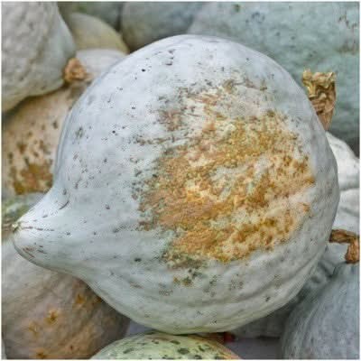 Blue Hubbard Winter Squash Seeds For Planting (Cucurbita maxima)