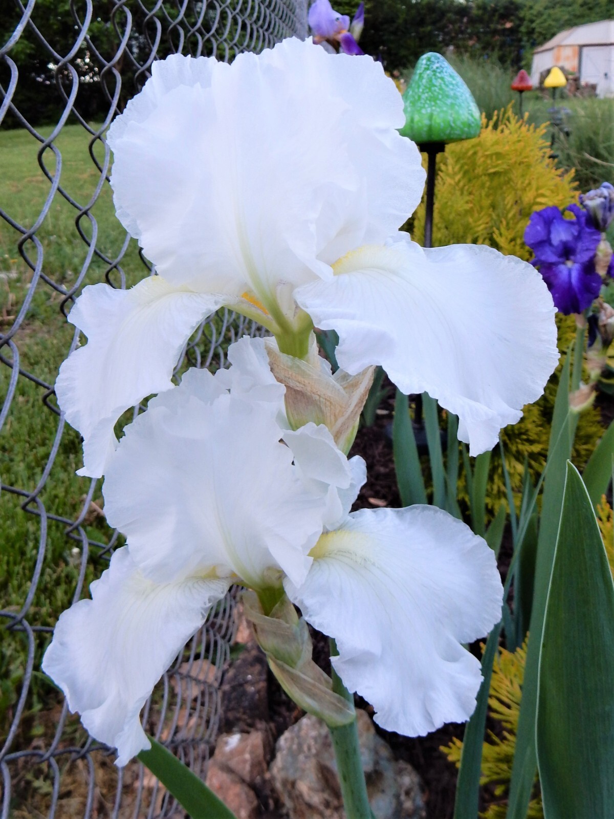 Iris Germanica “IMMORTALITY” – Reblooming – Perennial – 1 Plant
