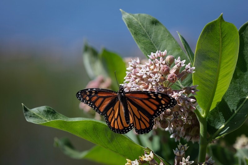 Help Save the Monarchs! 100+ Milkweed Seeds. Free Shipping