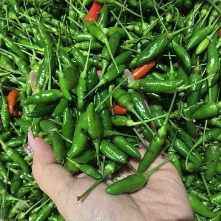 Ot Xiem rung/ Bird’s Eye Chili Ớt Xiêm Rừng việt Nam Dễ Trồng Easy Grow 40 Seeds