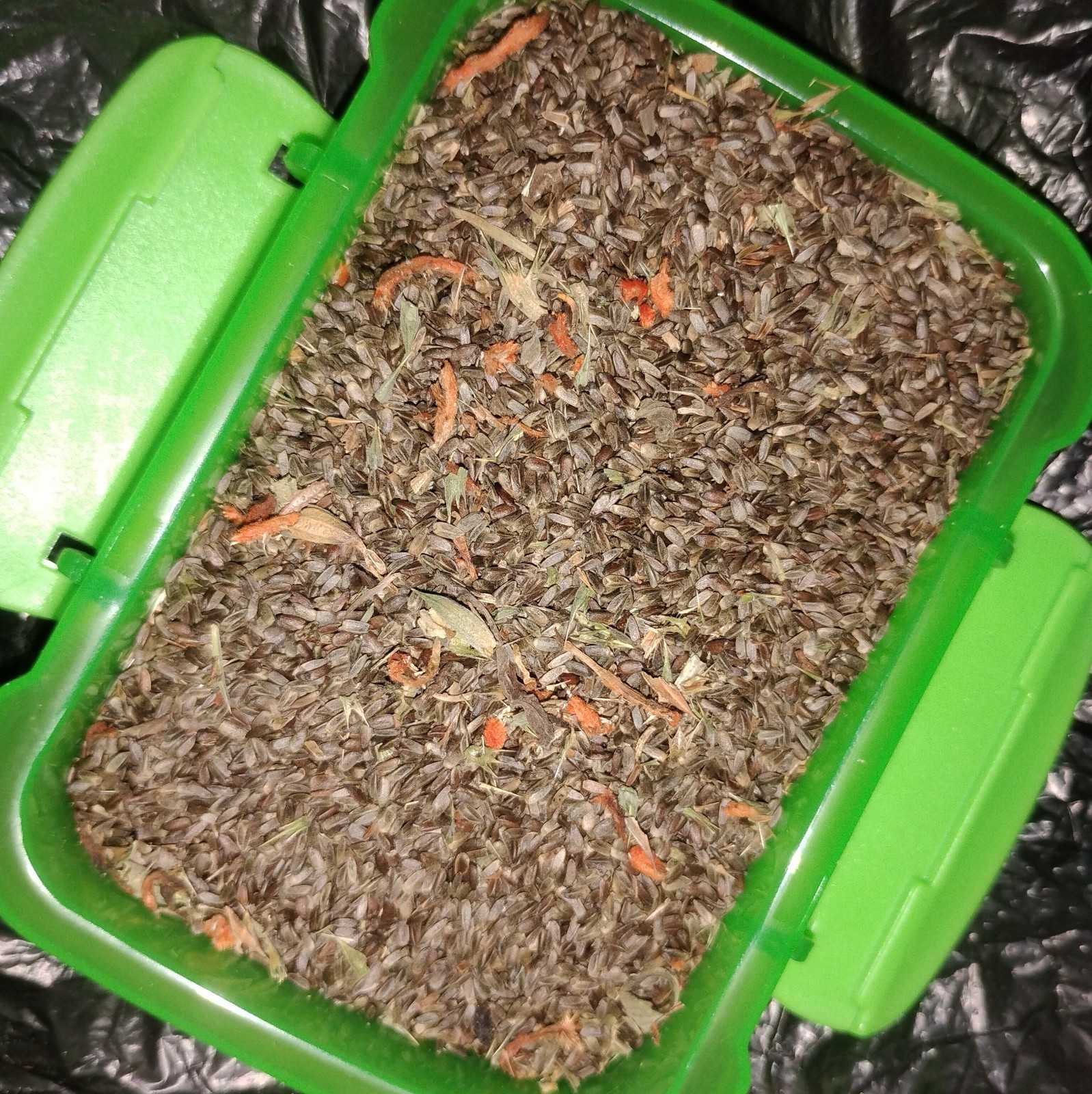 1,000 Fresh Kilp Dagga (Leonotis nepetifolia) Seeds – Attracts Hummingbirds!