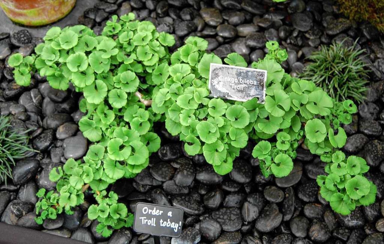 Ginkgo biloba ‘Troll’ Dwarf Ginkgo Grafted tree, 8-12”