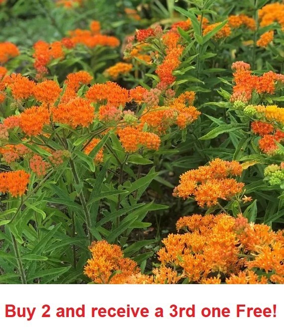 Orange Butterfly Weed Milkweed 100 plus seeds Asclepias tuberose