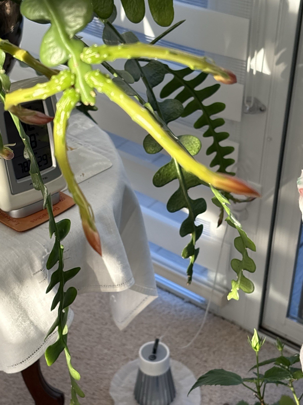 🌿Symbolic Endurance & Protection Rick Rack FISHBONE Plant Blooms YELLOW