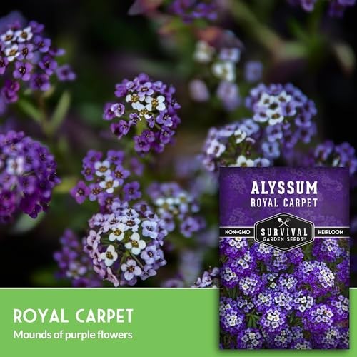 Alyssum Seeds for Planting – Sweet Royal Carpet Purple Alyssum – Fragrant 1