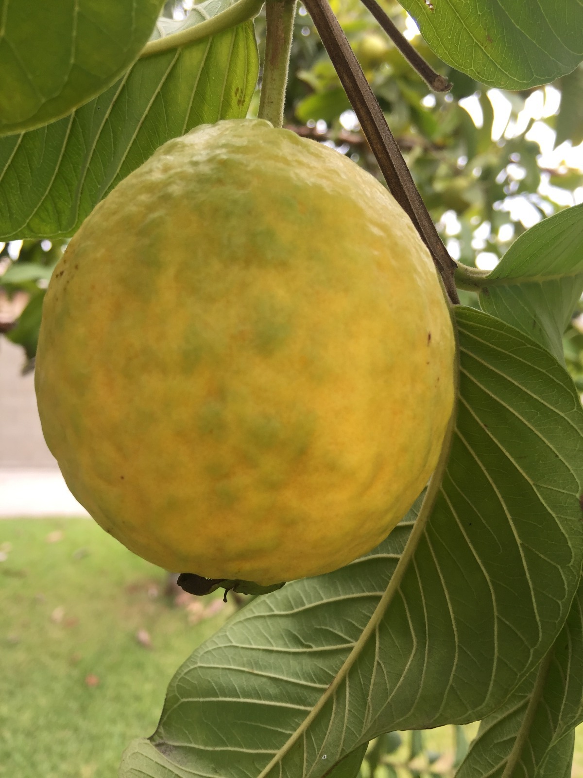 50+ Ruby Fragrant Tropical Guava, Psidium Guajava, Seeds
