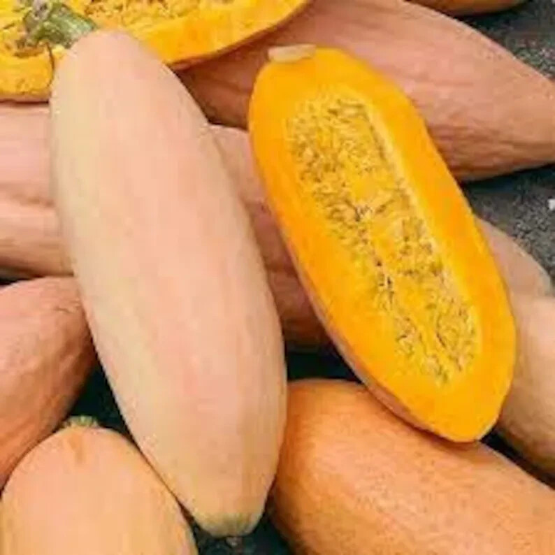 10 Pink Banana Squash Seeds. Organic. USA Seeds. Ships free