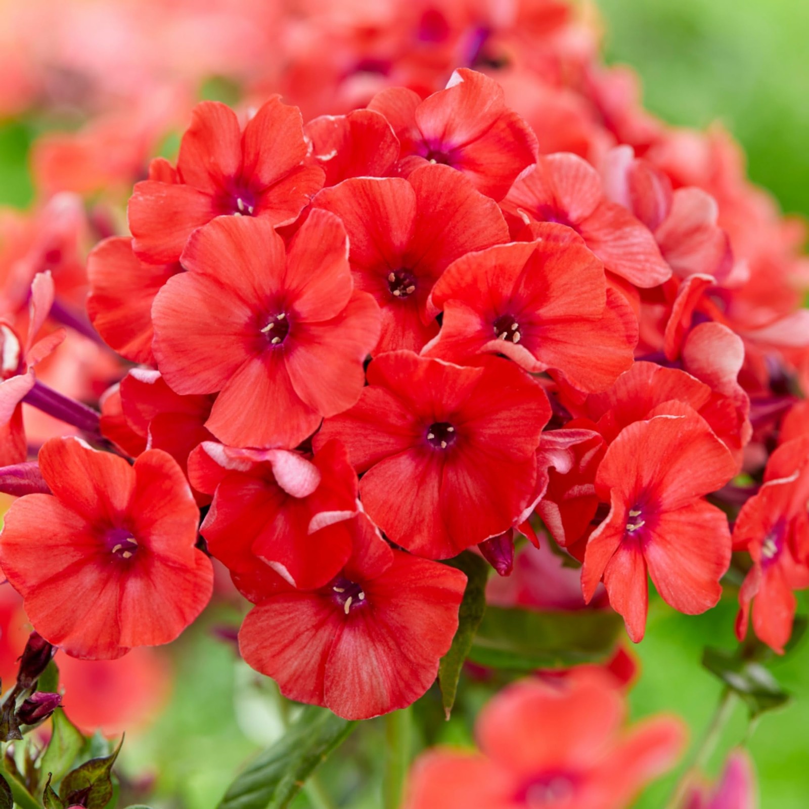 Seeds 1000+ Bright Mixed Creeping Perennial Ground Cover Annual Flower