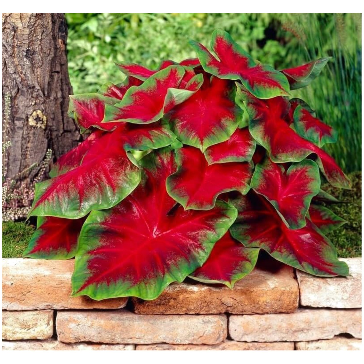 Elegant Florida Cardinal Caladium Bulbs – 10 Stunning Bulbs for Garden Appeal