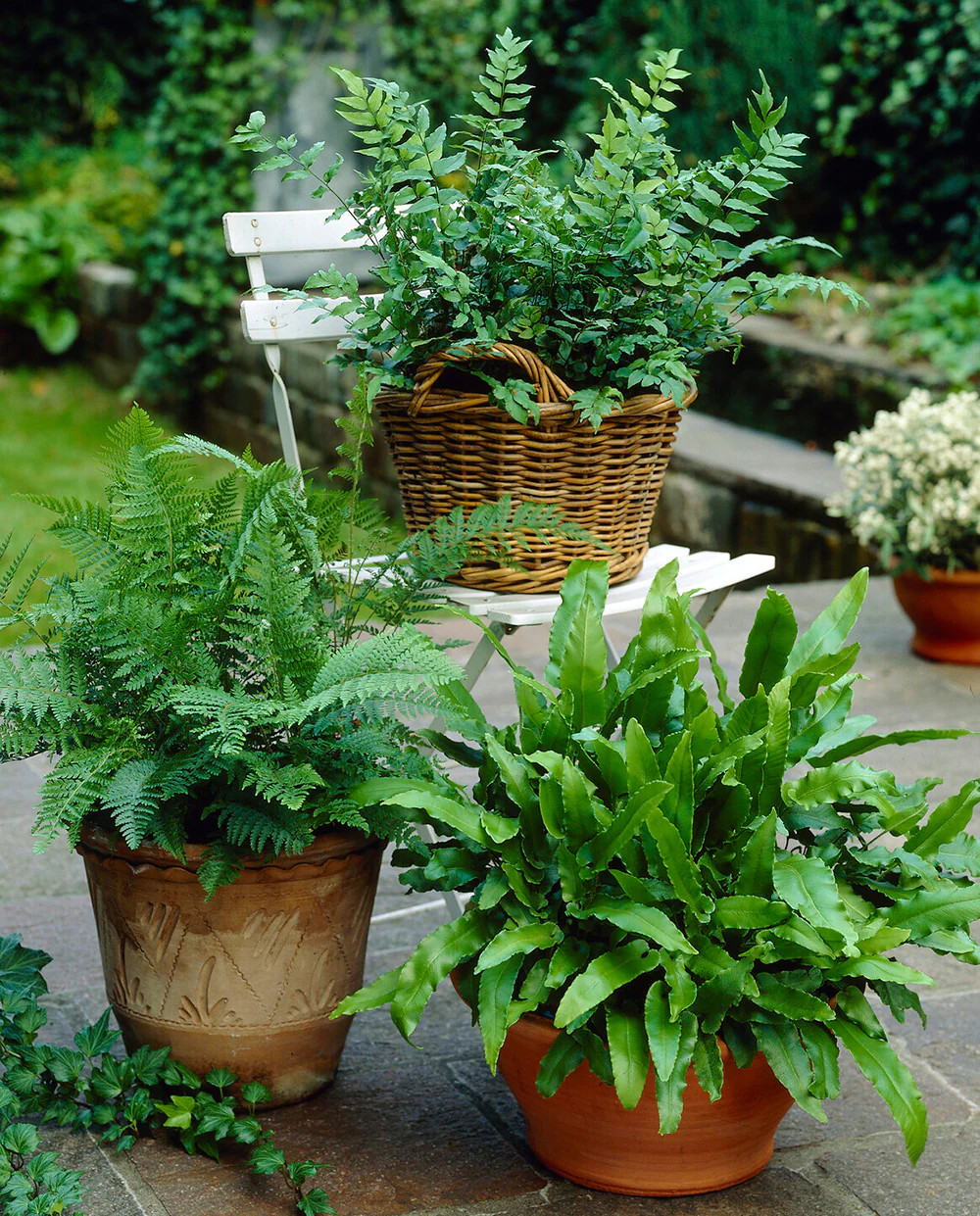 Mixed Ferns – 9 root divisions