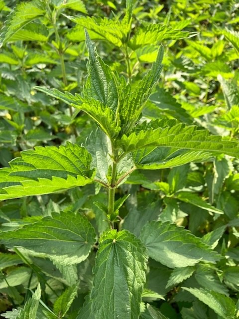 Quick Start Live Organic Stinging Nettle, 10 Roots