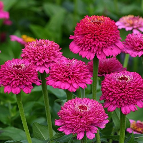 Zinnia Seeds, Planting Flowers, Easy to Grow, Non-GMO, Perfect for Spring Gar…