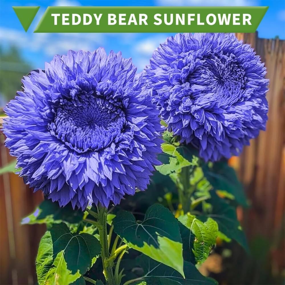 Teddy Bear Sunflower Seeds for Planting 100 NonGMO Heirloom Seeds, Fluffy Po…