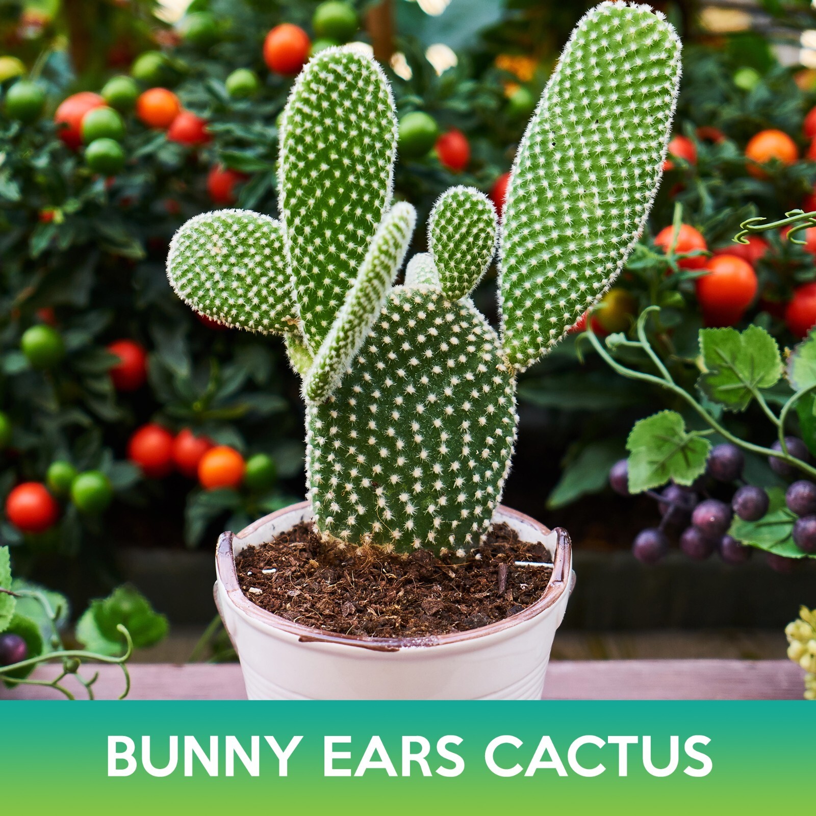 Bunny Ears Cactus Seeds, Opuntia microdasys
