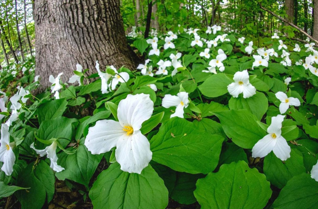 White Trillium – 5 Live Bulbs – Trillium Grandiflorum – No Ship to AK, HI & P.R.