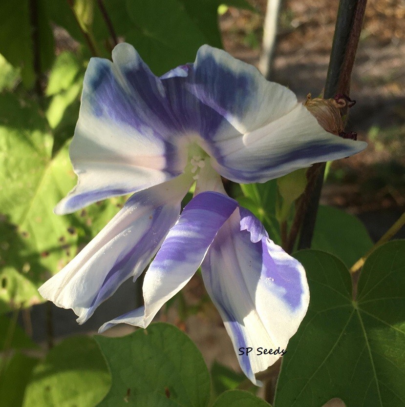 Misty Blue Youjiro Split Petal Japanese Morning Glory – ipomoea NIL – 6 seeds