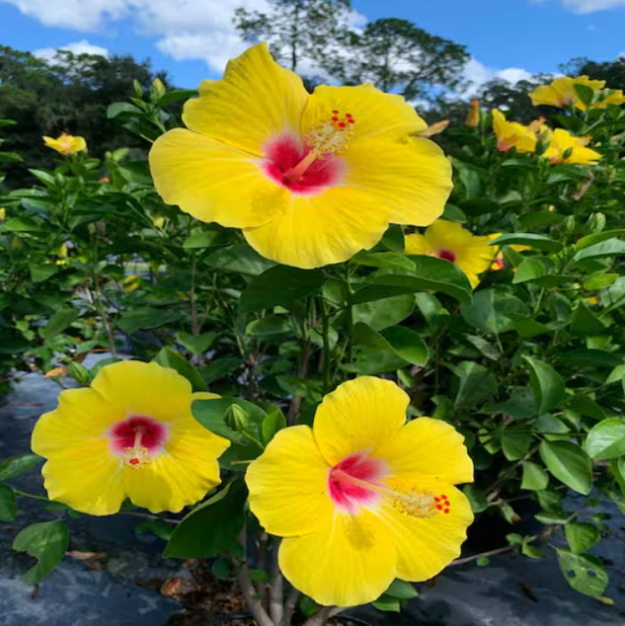 Tequila Hibiscus Live Plant – 4-6″ Tall – Tropical Flowering Houseplant for Gard