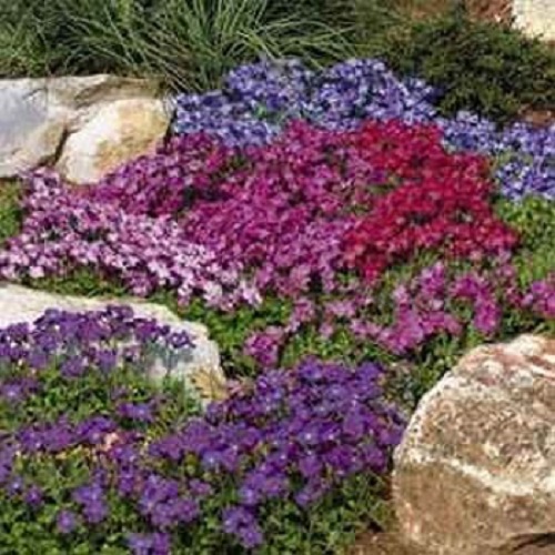 50+ Rock Cress Aubrieta Flower Seeds Mix / Perennial