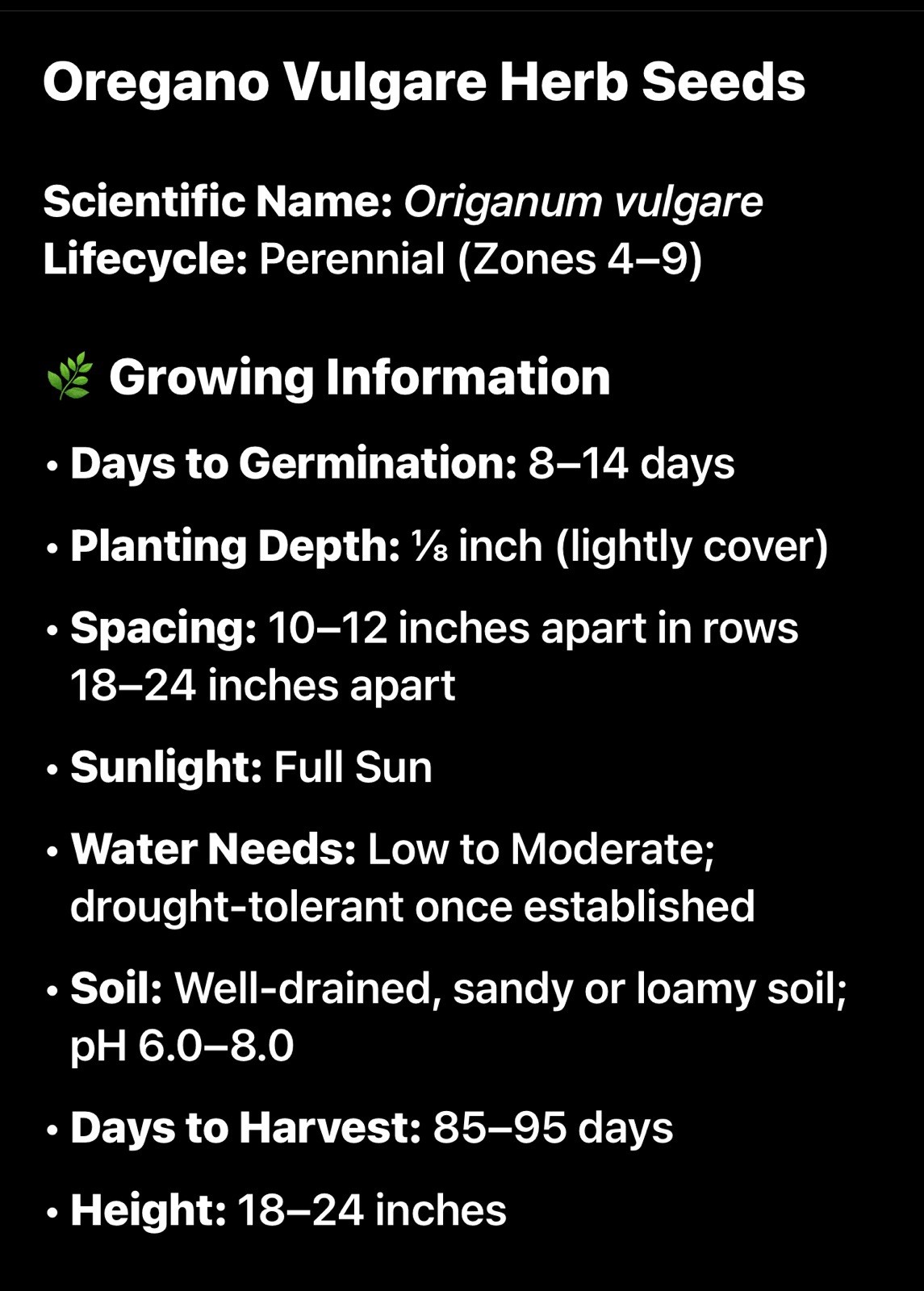 Oregano Vulgare Herb Seeds Non-GMO Fresh 2026 Heirloom