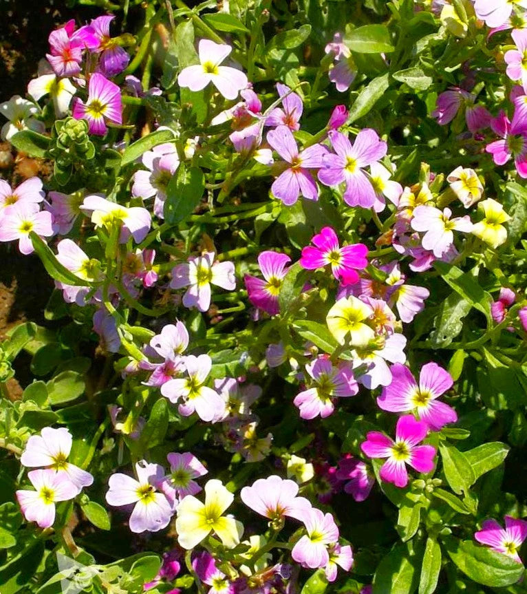 Virginia Stock Mix Seeds – For 2025 Planting Highly Scented Fragrant Low Growing
