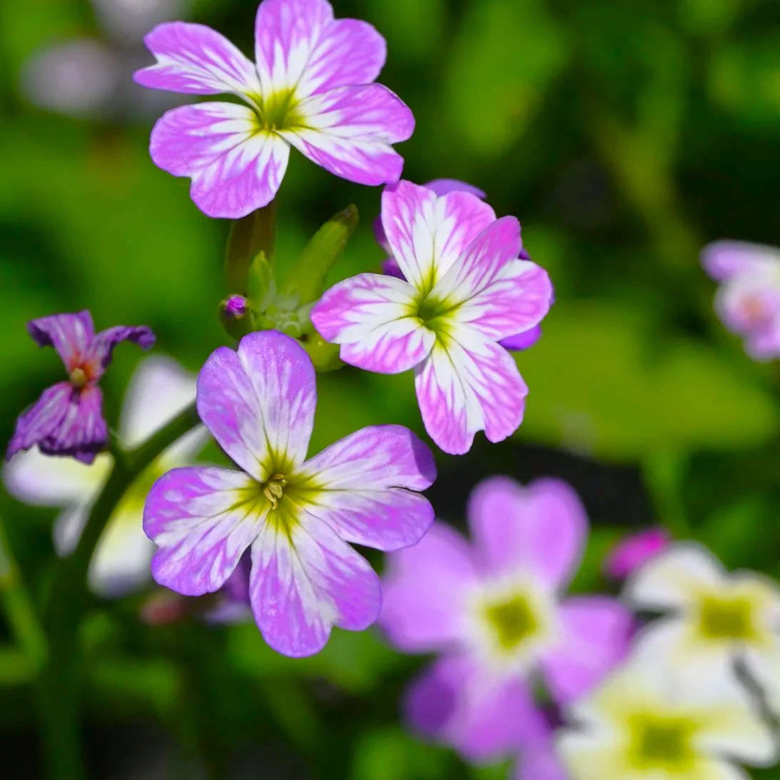 Virginia Stock Mix Seeds – For 2025 Planting Highly Scented Fragrant Low Growing