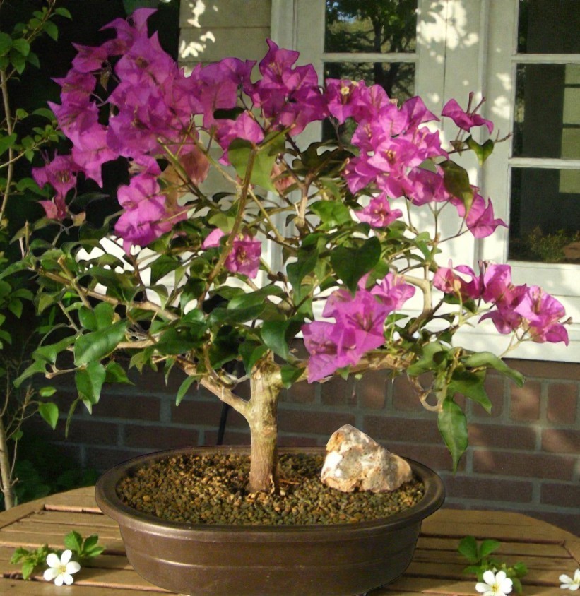 Flowering Bougainvillea Bonsai Tree 12″H Pink Pixie Indoor Flower Home Décor