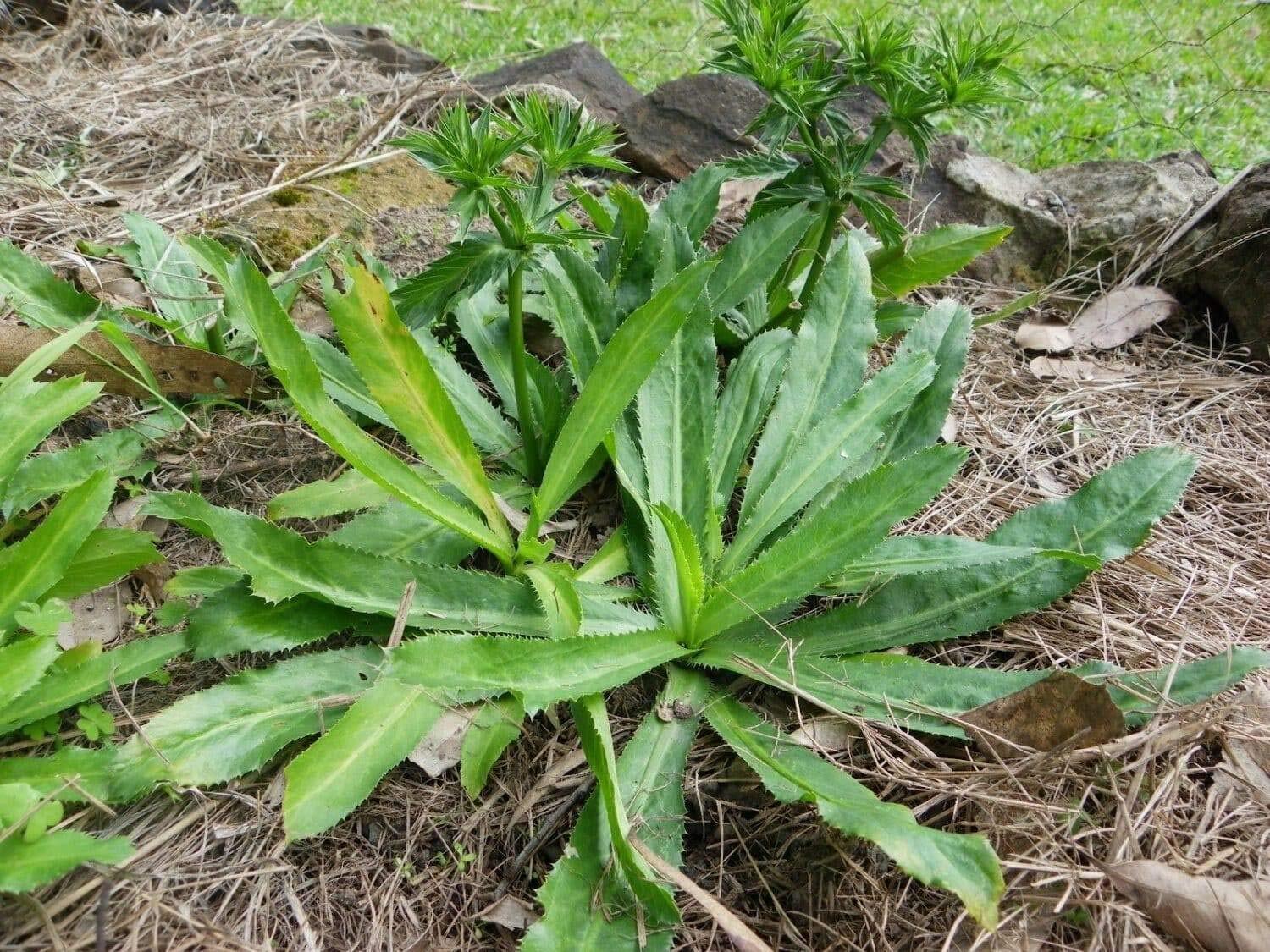 Culantro NGO GAI Naturally Grown 100 mg Seeds for Planting, Eryngium Foetidium,