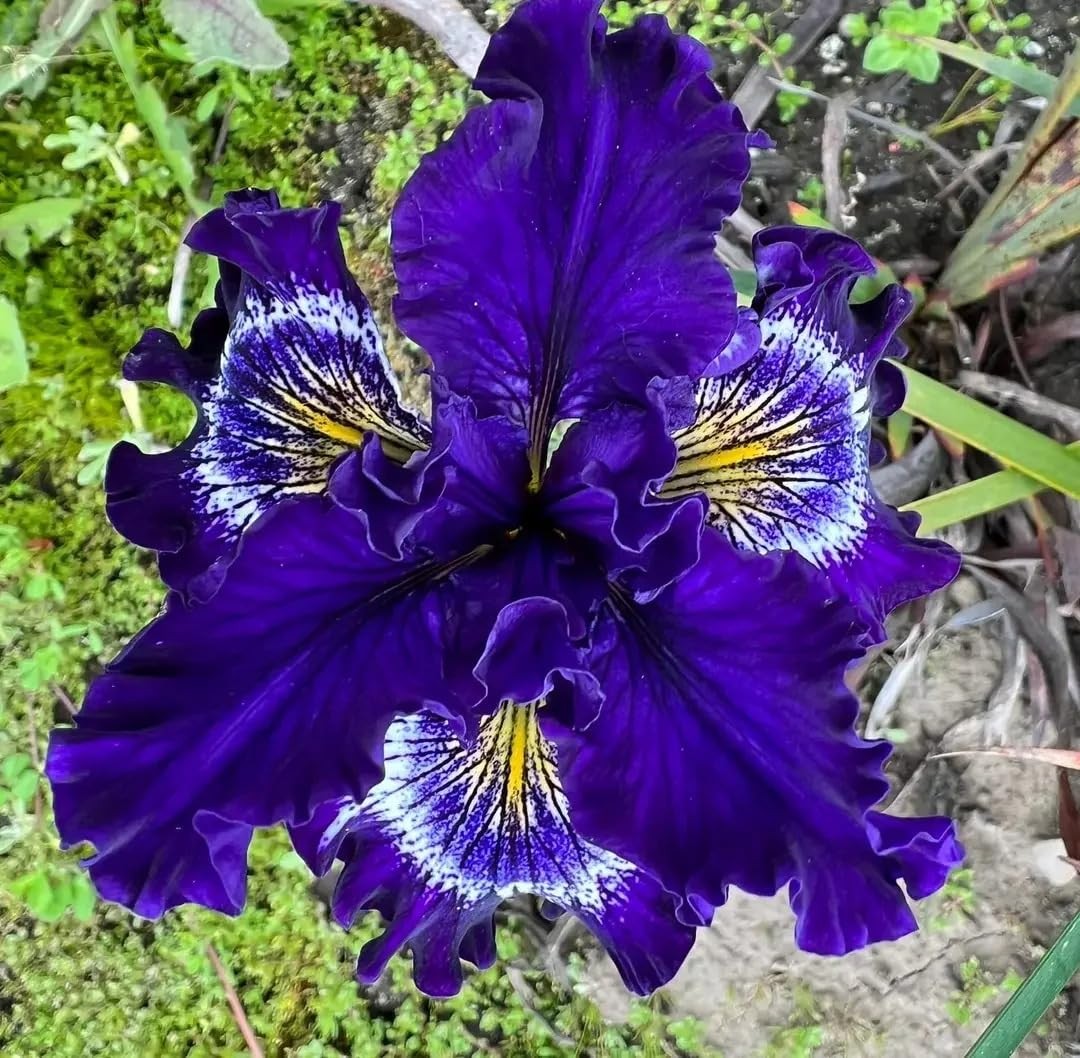 200+Mixed Rare Iris Flower Seeds to Plant Outdoor- Perennial Beautiful Mixed