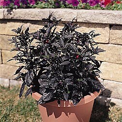 Pepper Ornamental Black Pearl 100 seeds