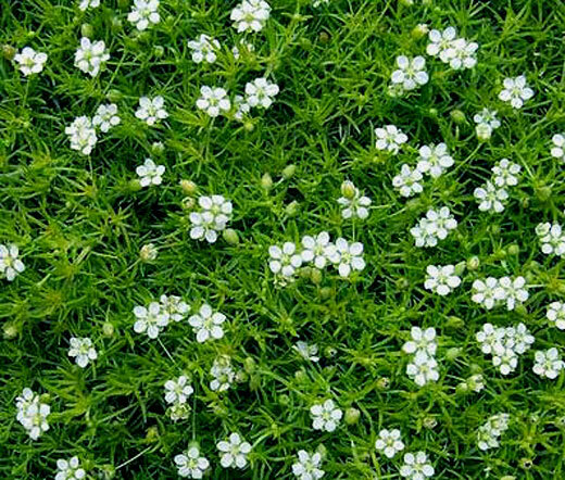 IRISH MOSS PEARLWORT Sagina Subulata Ground Cover – 2,000 Bulk Flower Seeds