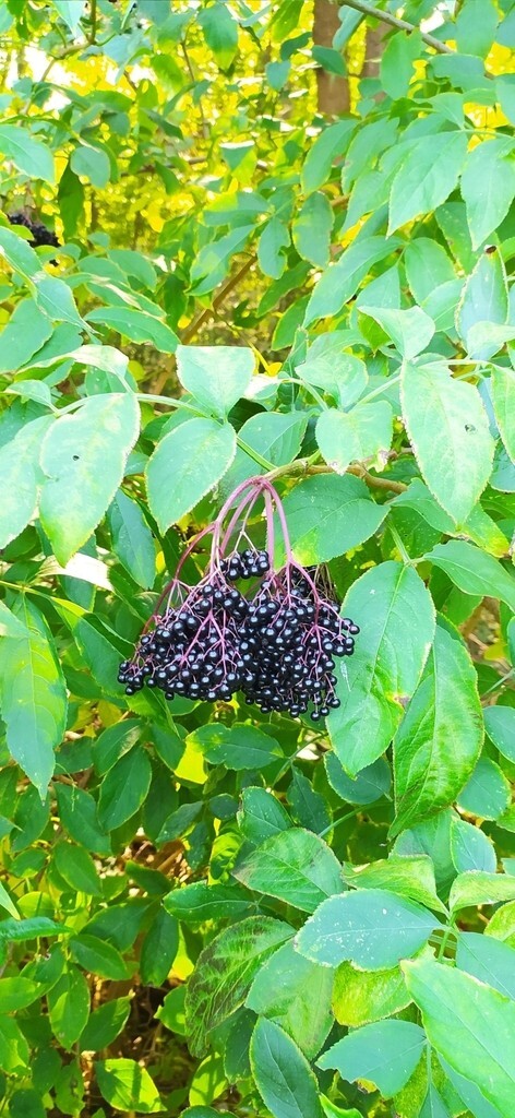 European Elderberry Seeds – Black Elderberry – (Sambucus Nigra) – Free Shipping
