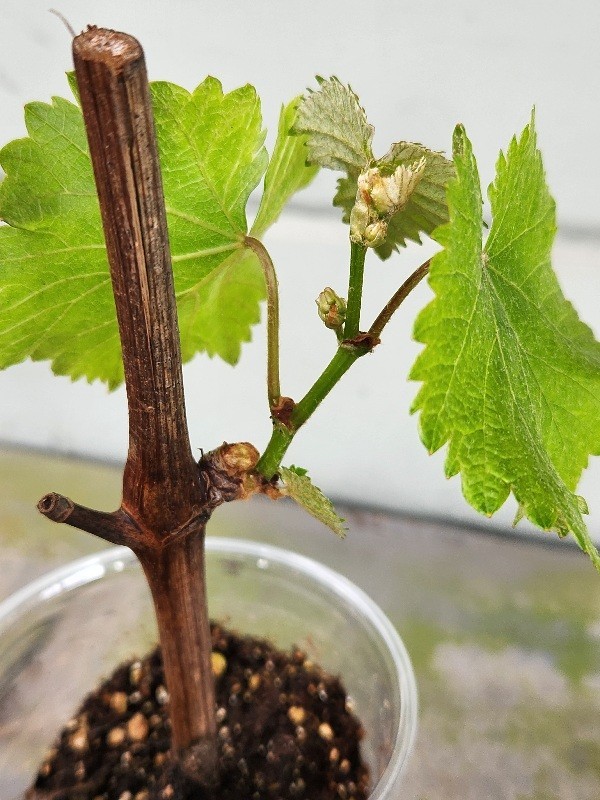 Healthy 2 Live Plant of JAPANESE KYOHO GRAPE Vine Strong Stem & Roots 巨峰葡萄