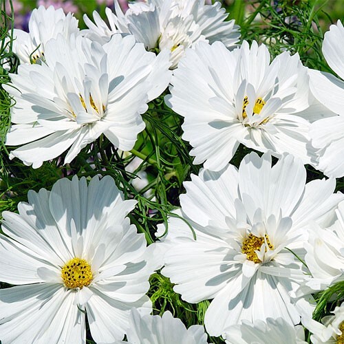 50+Seeds| Cupcake White Cosmos Seeds Seeds #L008