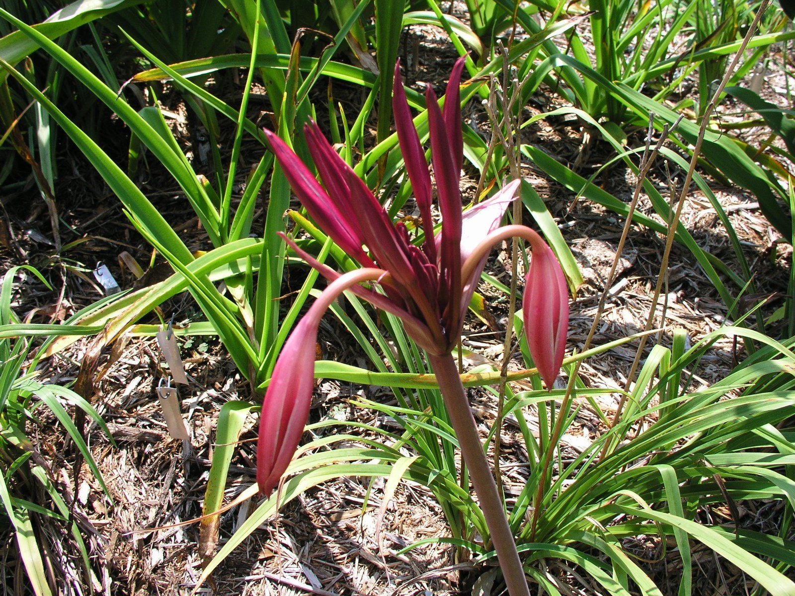 Crinum Lily, baconi Maurine Spinks, medium-size bulb