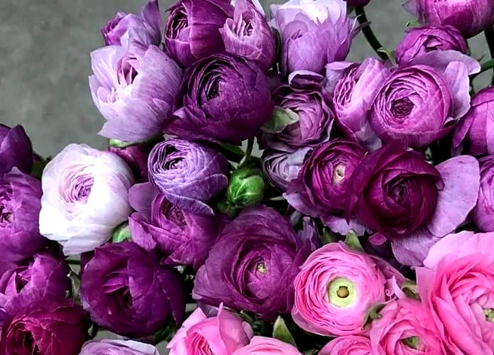 Ranunculus Purple Flower 15 Bulbs Peony Rose Buttercup Wedding Spring Flowers