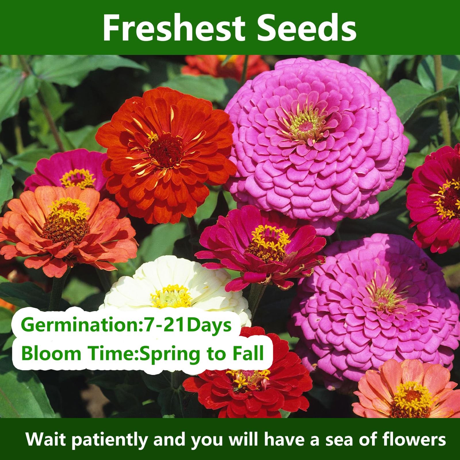 Zinnia Seeds for 2026, California Giant Zinnia Seeds Bulk, 15,000+ Double Dah…