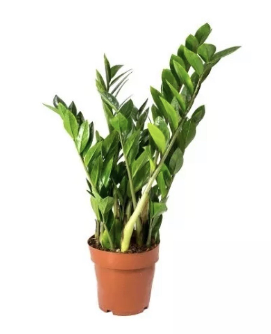 Zamioculcas Zamiifolia 2 Plants in 6″Pots Indoor Zz Plant. Home or Office Décor