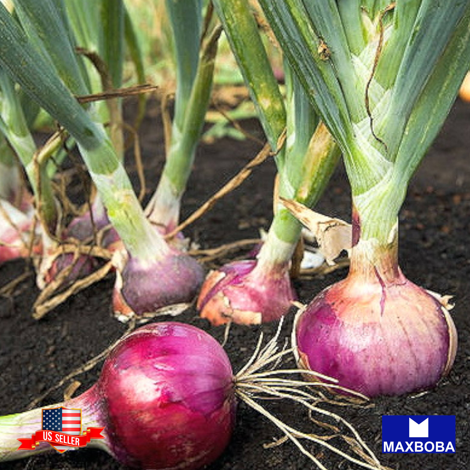 Fresh!!Onion Seeds – Red Creole Non-GMO Heirloom Garden Vegetable