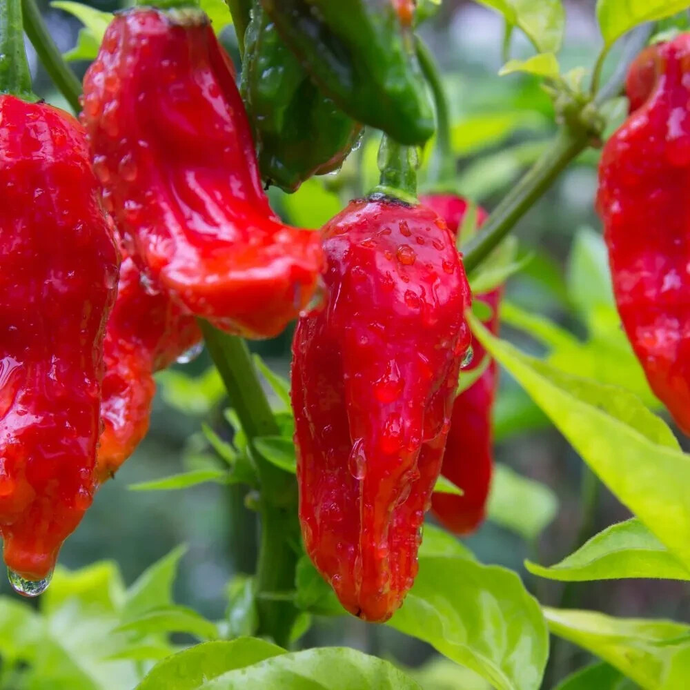 Ghost Pepper Seeds, Bhut Jolokia, EXTREMELY HOT PEPPER Genuine USA FREE SHIP 25+