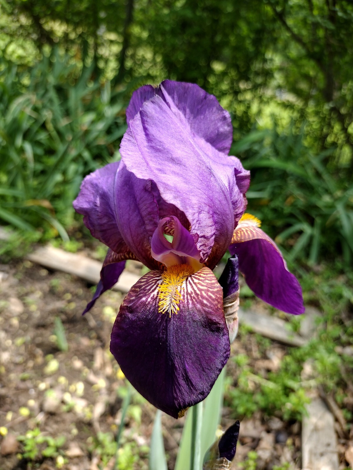 3x TALL IRIS RHIZOMES RANDOM PICK Fresh
