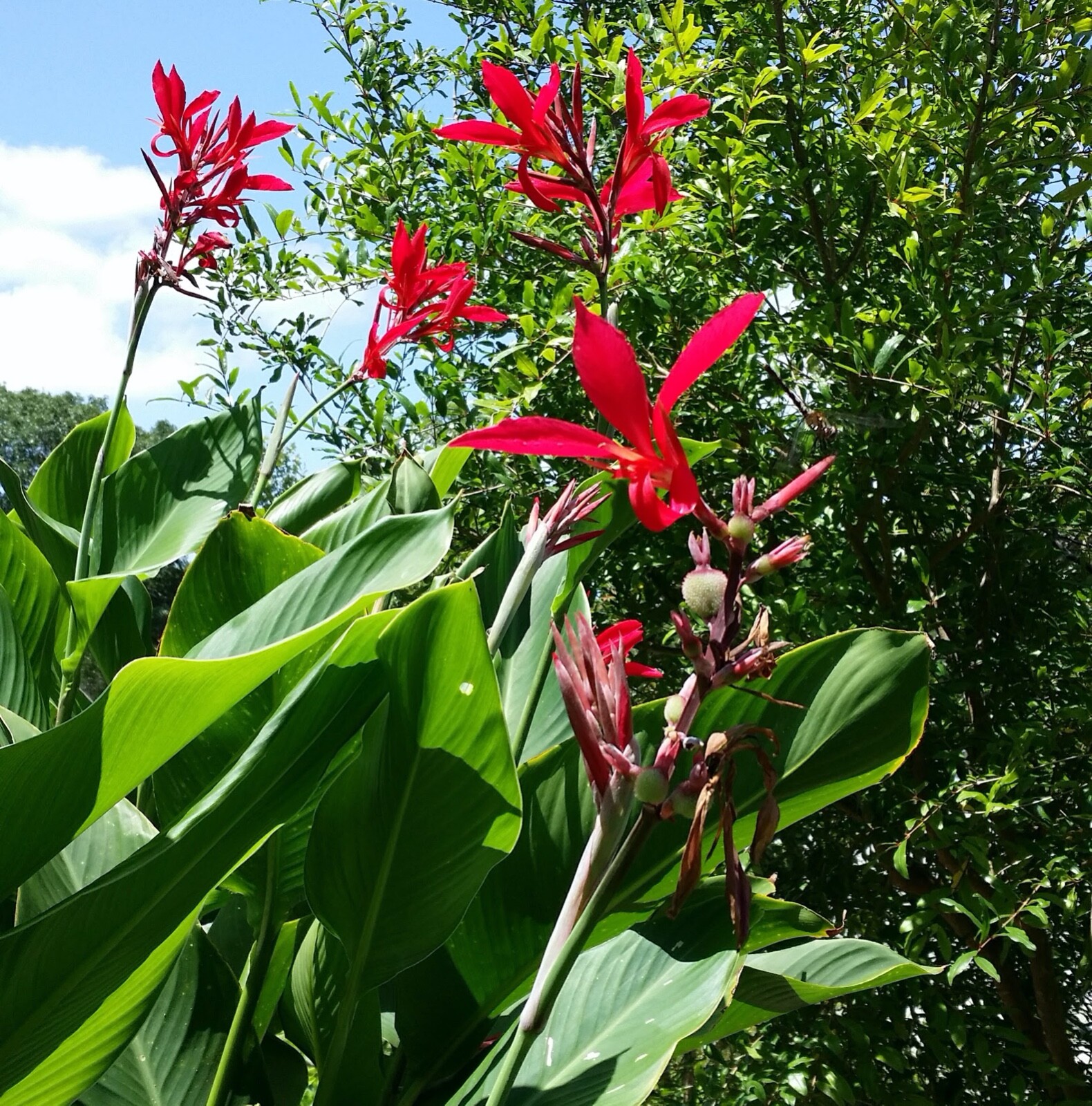 RED CANNA INDICA, INDIAN SHOT, BRILLIANT, VERY SHOWY, 50 FRESH HOMEGROWN SEEDS