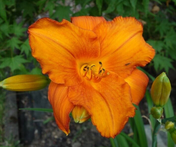 1 MAUNA LOA Day lily Perennial Flower Bulb Bare Root Plant HEMEROCALLIS DAYLILY