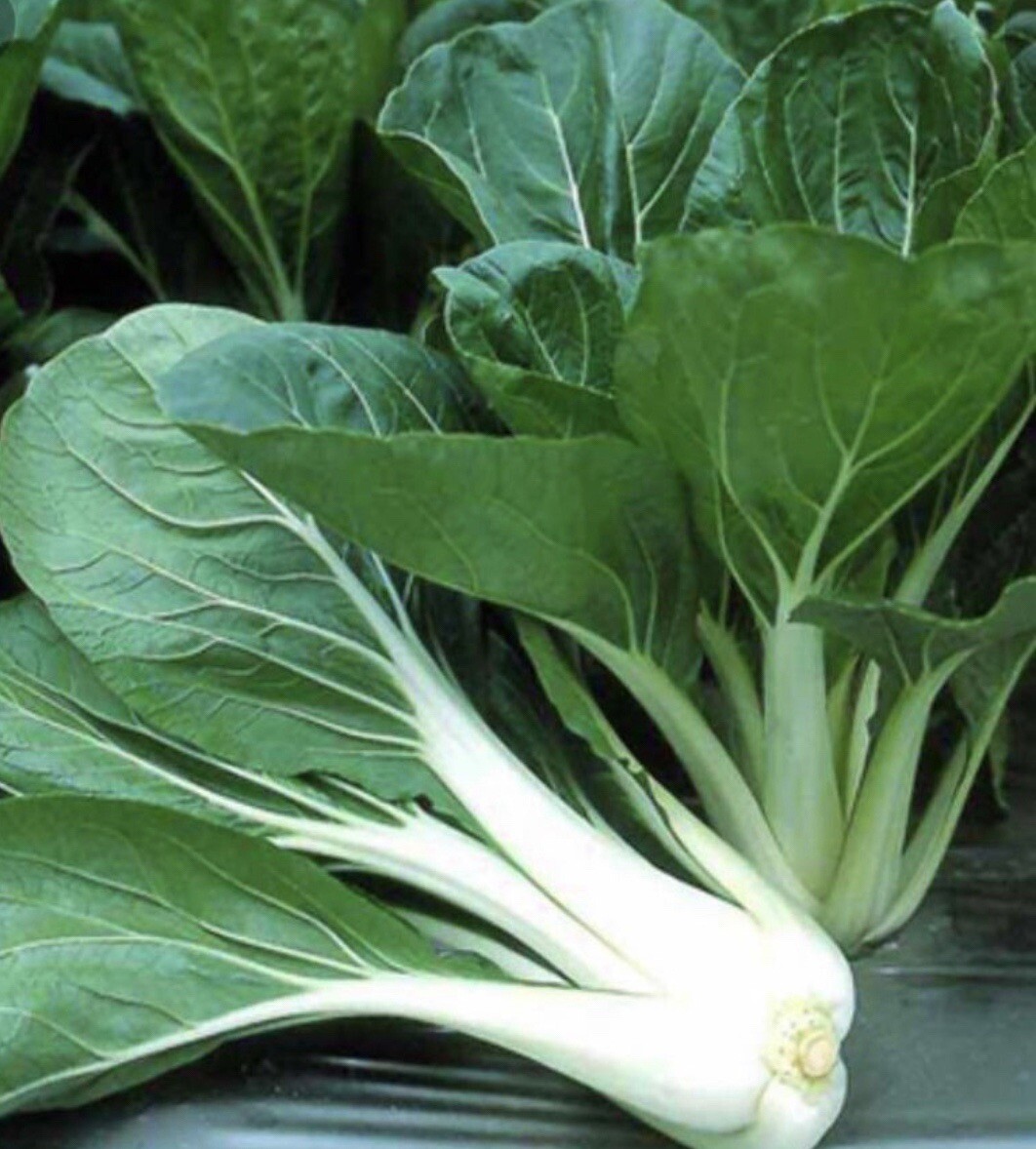 200+ Seeds . Pechay I ChineseCabbage seeds I Pak Choi I Tall SteM I Non GMO