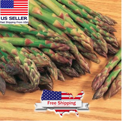 Mary Washington Asparagus Seeds (100 seeds)| Fresh Vegetable Seeds | +FREE SEEDS