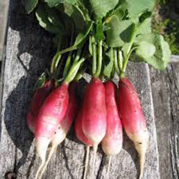 RADISH SEED ,FRENCH BREAKFAST , HEIRLOOM, NON GMO, 50+ SEEDS, RADISHES