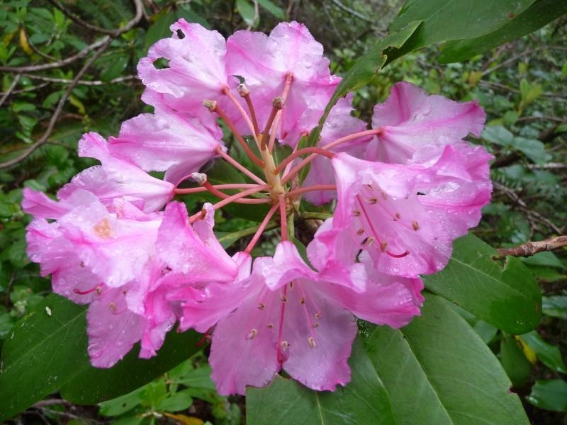 Rhododendron macrophyllum BIGLEAF RHODODENDRON Seeds!